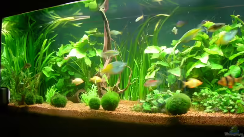 Aquarium Hauptansicht von Becken 3848 Aquarium Hauptansicht von Becken 3848