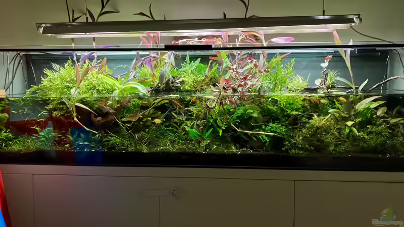 Aquarium Hauptansicht von Becken 38582 Aquarium Hauptansicht von Becken 38582