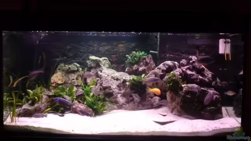 Aquarium Hauptansicht von Becken 3874 Aquarium Hauptansicht von Becken 3874