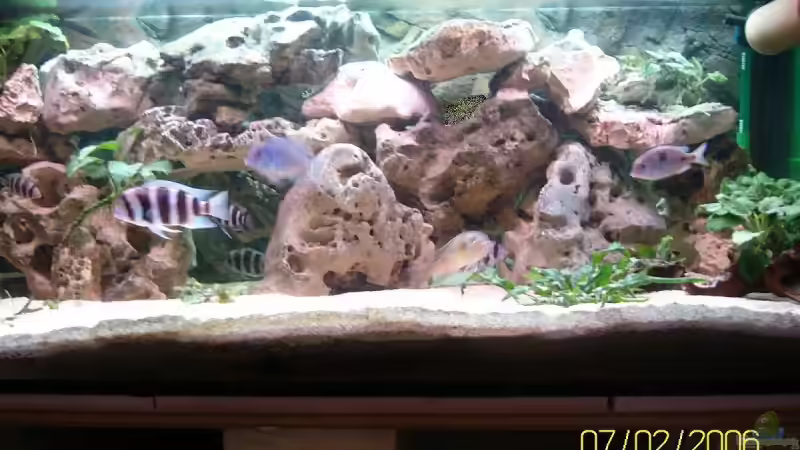 Aquarium Hauptansicht von Becken 3881 Aquarium Hauptansicht von Becken 3881