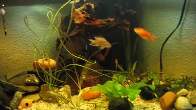 Aquarium Hauptansicht von Becken 3894 Aquarium Hauptansicht von Becken 3894