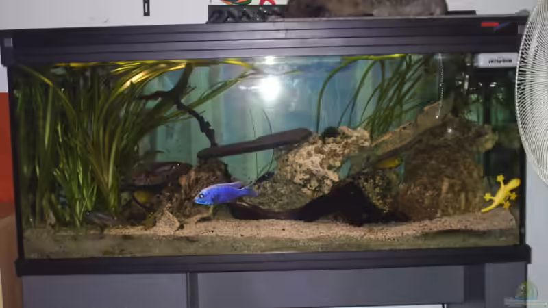 Aquarium Hauptansicht von Becken 390 Aquarium Hauptansicht von Becken 390