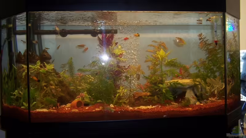 Aquarium Hauptansicht von Becken 3920 Aquarium Hauptansicht von Becken 3920