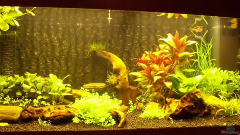 Aquarium Hauptansicht von Becken 3922 Aquarium Hauptansicht von Becken 3922