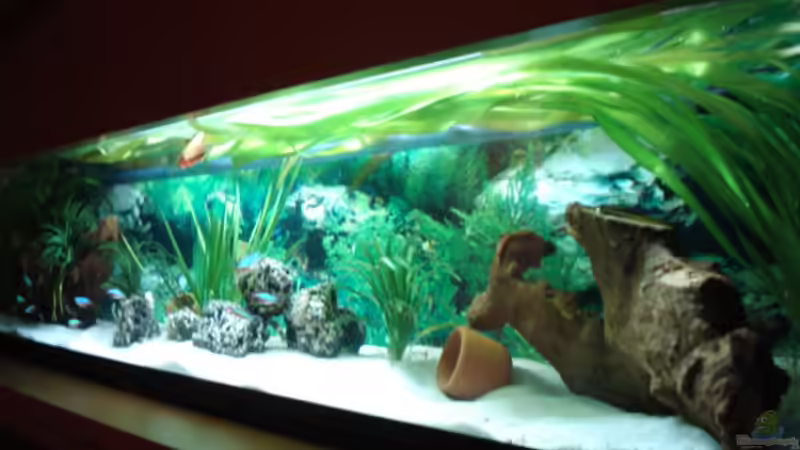 Aquarium Hauptansicht von Becken 3934 Aquarium Hauptansicht von Becken 3934