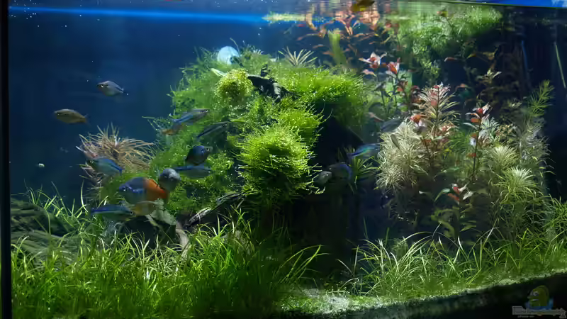 Aquarium Hauptansicht von Becken 3938 Aquarium Hauptansicht von Becken 3938