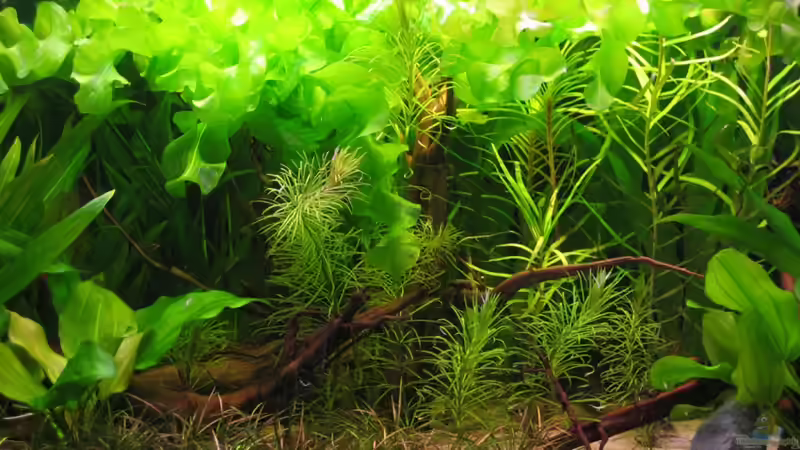 Aquarium Hauptansicht von Becken 3946 Aquarium Hauptansicht von Becken 3946