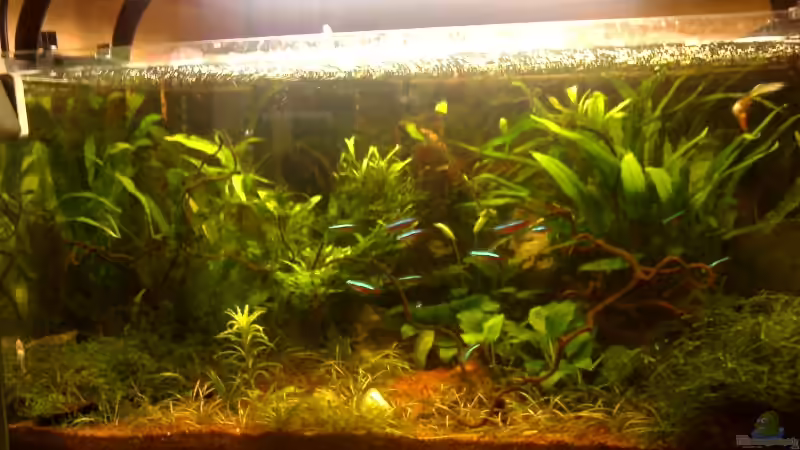 Aquarium Hauptansicht von Becken 3956 Aquarium Hauptansicht von Becken 3956