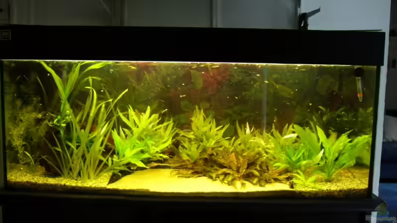 Aquarium Hauptansicht von Becken 3961 Aquarium Hauptansicht von Becken 3961