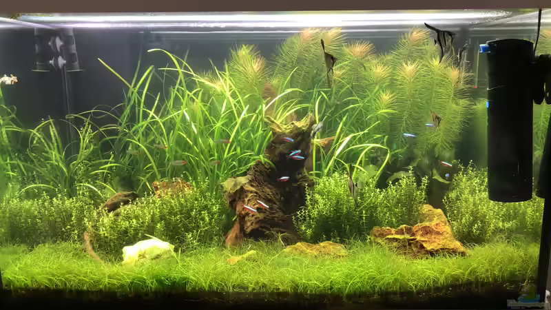 Aquarium Hauptansicht von Becken 39775 Aquarium Hauptansicht von Becken 39775