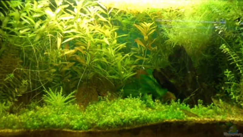 Aquarium Hauptansicht von Becken 3983 Aquarium Hauptansicht von Becken 3983