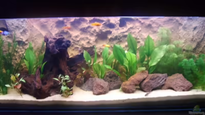 Aquarium Hauptansicht von Becken 3988 Aquarium Hauptansicht von Becken 3988