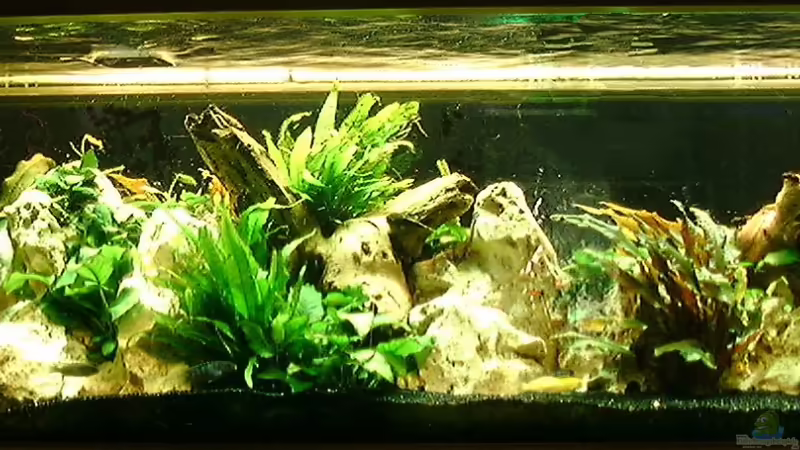 Aquarium Hauptansicht von Becken 40 Aquarium Hauptansicht von Becken 40