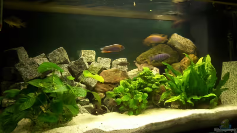 Aquarium Hauptansicht von Becken 4016 Aquarium Hauptansicht von Becken 4016