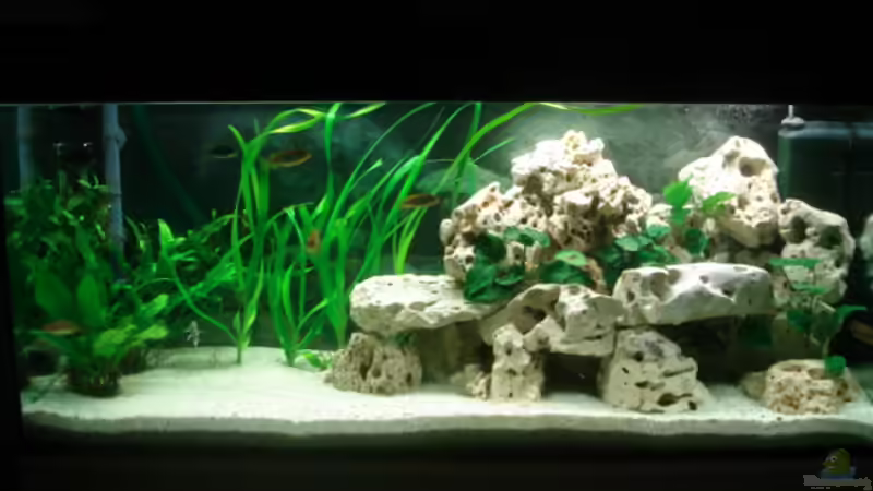 Aquarium Hauptansicht von Becken 4046 Aquarium Hauptansicht von Becken 4046