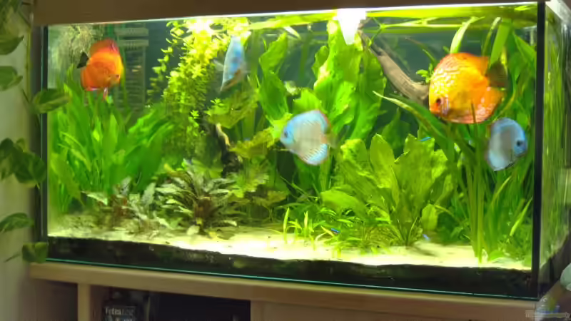 Aquarium Hauptansicht von Becken 4095 Aquarium Hauptansicht von Becken 4095