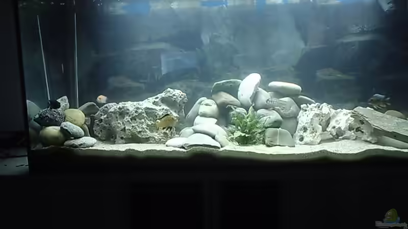 Aquarium Hauptansicht von Becken 413 Aquarium Hauptansicht von Becken 413