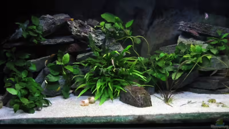 Aquarium Hauptansicht von Becken 4160 Aquarium Hauptansicht von Becken 4160