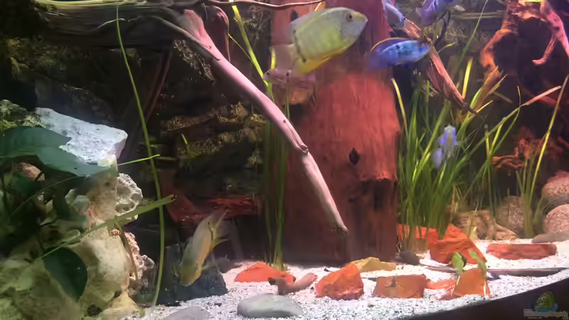 Aquarium Hauptansicht von Becken 41613 Aquarium Hauptansicht von Becken 41613