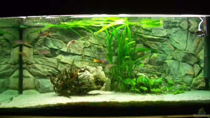 Aquarium Hauptansicht von Becken 4168 Aquarium Hauptansicht von Becken 4168