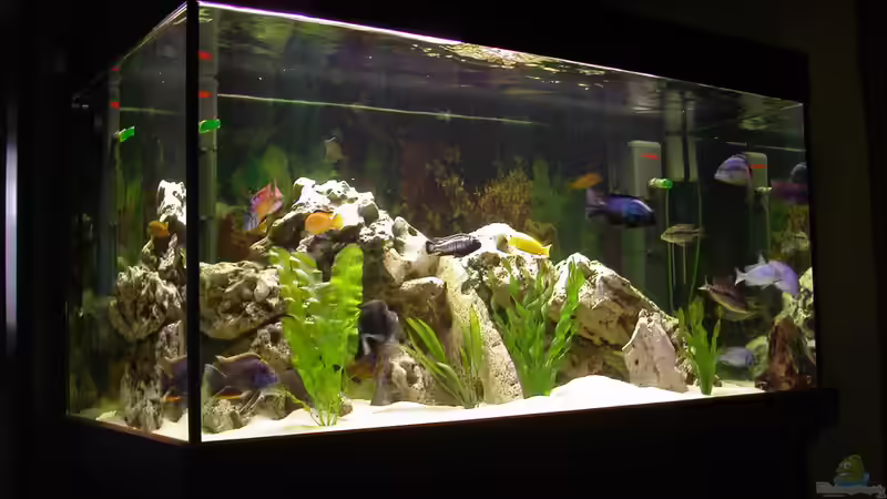 Aquarium Hauptansicht von Becken 421 Aquarium Hauptansicht von Becken 421