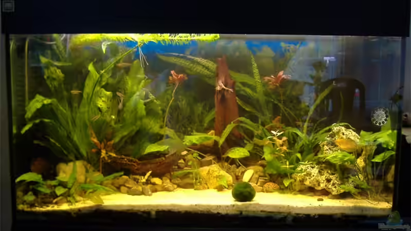 Aquarium Hauptansicht von Becken 4241 Aquarium Hauptansicht von Becken 4241