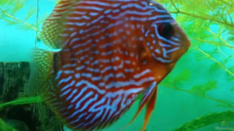 Aquarium Hauptansicht von Becken 4244 Aquarium Hauptansicht von Becken 4244