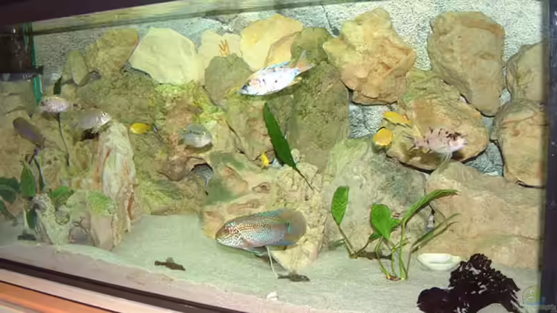 Aquarium Hauptansicht von Becken 425 Aquarium Hauptansicht von Becken 425