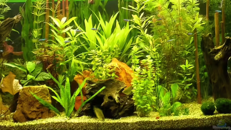 Aquarium Hauptansicht von Becken 4257 Aquarium Hauptansicht von Becken 4257