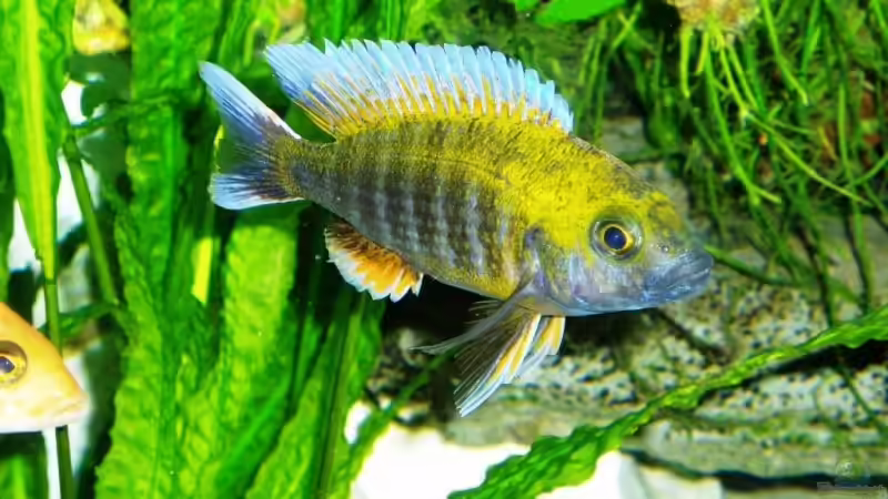 Aquarium Hauptansicht von Becken 4259 Aquarium Hauptansicht von Becken 4259