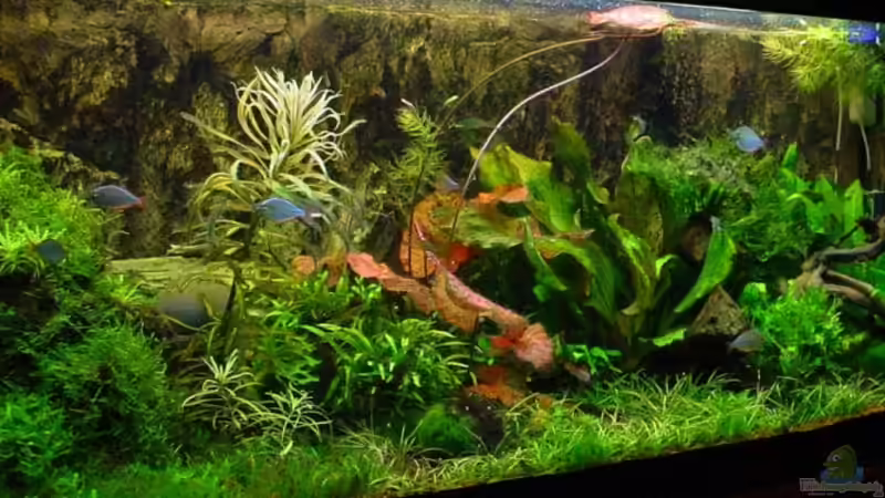 Aquarium Hauptansicht von Becken 4261 Aquarium Hauptansicht von Becken 4261