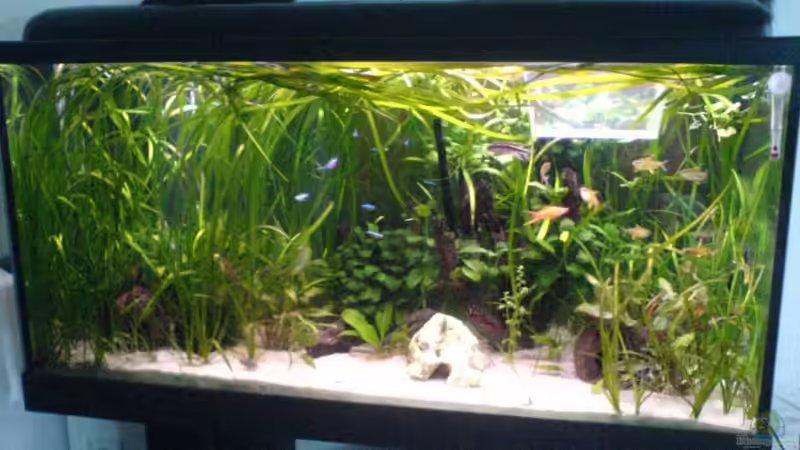 Aquarium Hauptansicht von Becken 4290 Aquarium Hauptansicht von Becken 4290