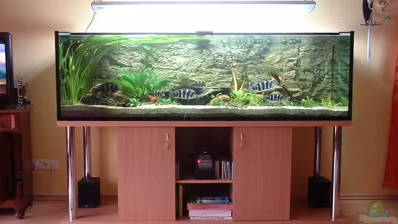 Aquarium Hauptansicht von Becken 430 Aquarium Hauptansicht von Becken 430