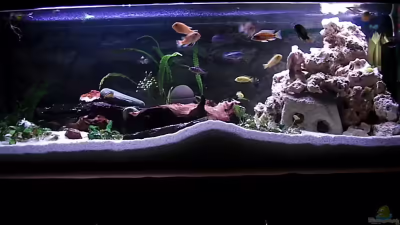 Aquarium Hauptansicht von Becken 4355 Aquarium Hauptansicht von Becken 4355