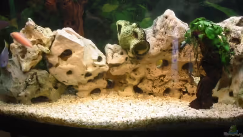 Aquarium Hauptansicht von Becken 439 Aquarium Hauptansicht von Becken 439