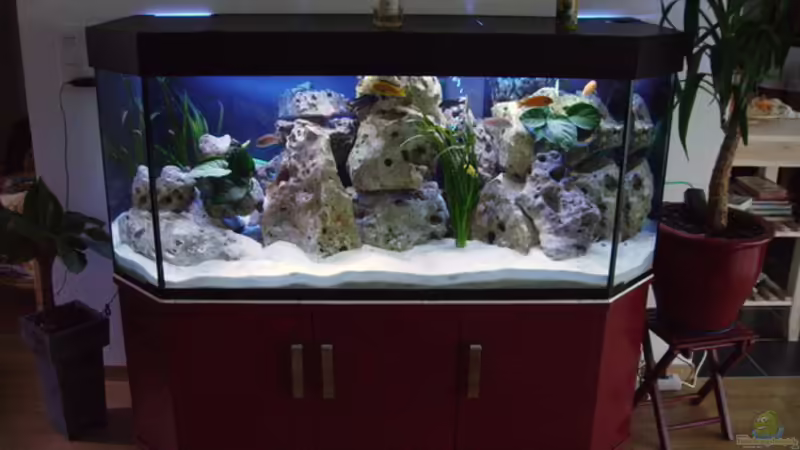 Aquarium Hauptansicht von Becken 4411 Aquarium Hauptansicht von Becken 4411