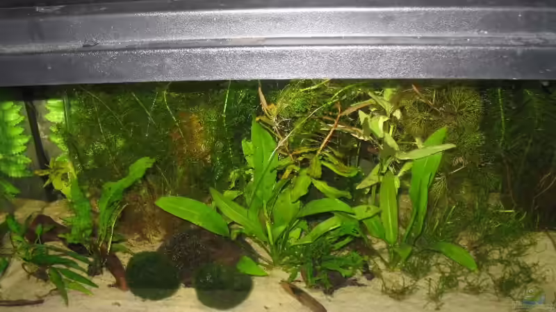 Aquarium Hauptansicht von Becken 4421 Aquarium Hauptansicht von Becken 4421