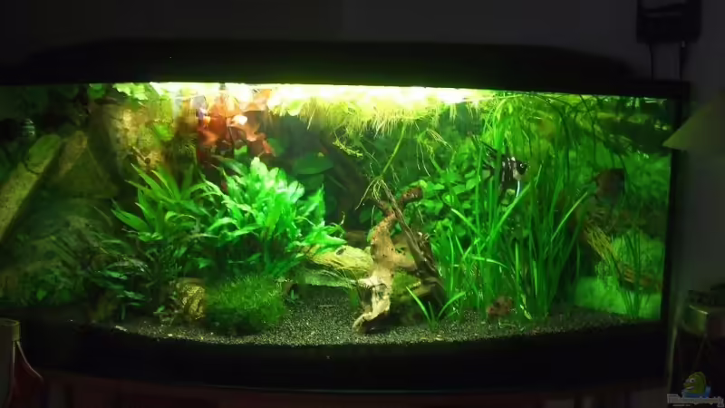 Aquarium Hauptansicht von Becken 4427 Aquarium Hauptansicht von Becken 4427