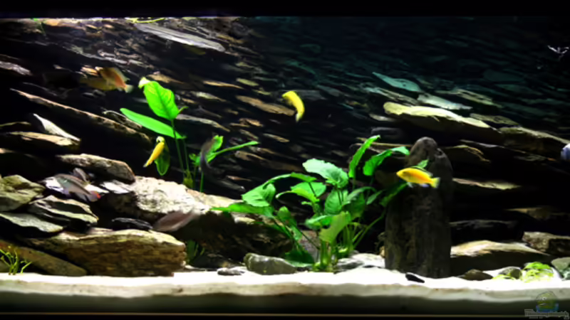 Aquarium Hauptansicht von Becken 4437 Aquarium Hauptansicht von Becken 4437