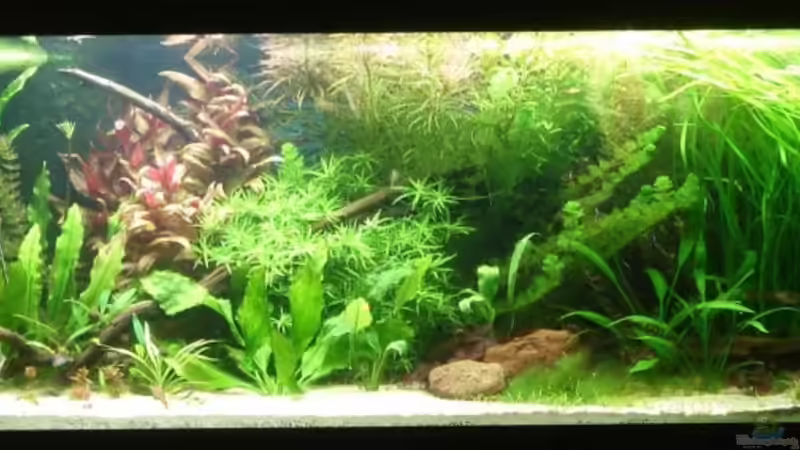 Aquarium Hauptansicht von Becken 4441 Aquarium Hauptansicht von Becken 4441