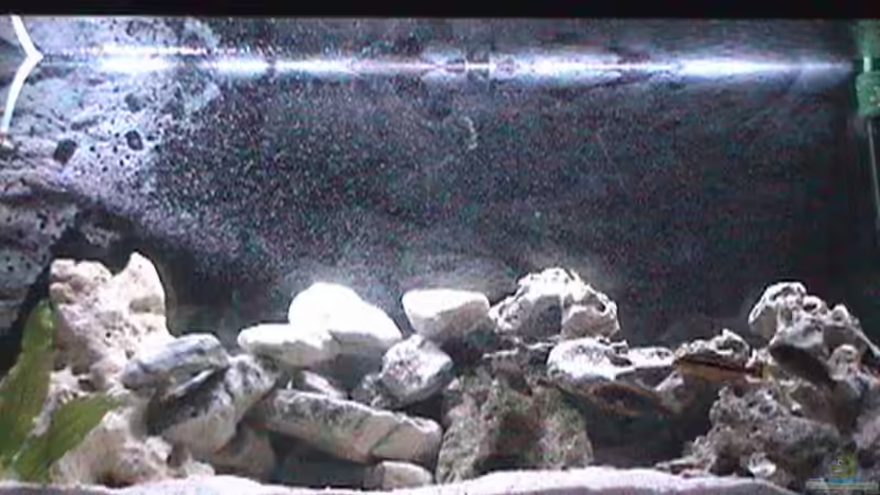 Aquarium Hauptansicht von Becken 445 Aquarium Hauptansicht von Becken 445