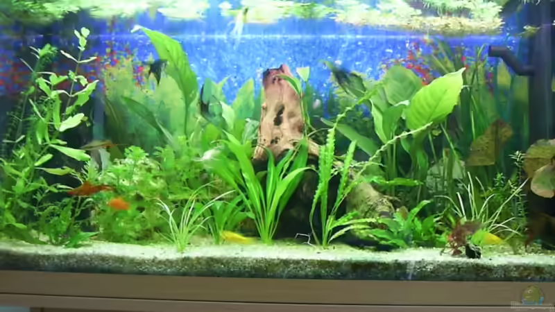 Aquarium Hauptansicht von Becken 4453 Aquarium Hauptansicht von Becken 4453