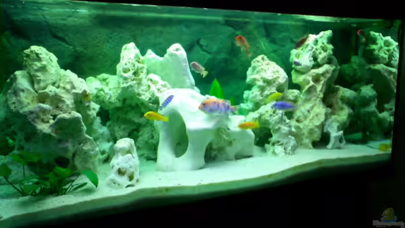 Aquarium Hauptansicht von Becken 446 Aquarium Hauptansicht von Becken 446