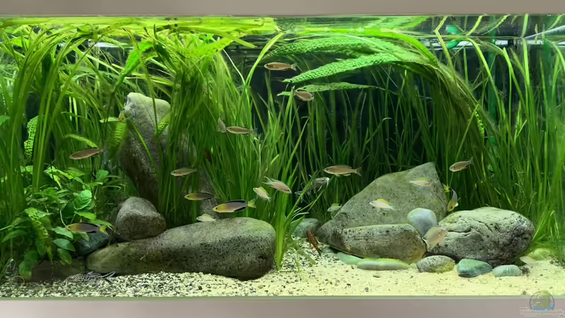 Aquarium Hauptansicht von Becken 44706 Aquarium Hauptansicht von Becken 44706