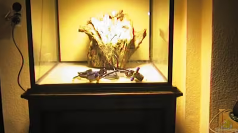 Aquarium Hauptansicht von Becken 4479 Aquarium Hauptansicht von Becken 4479