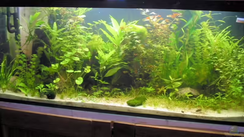 Aquarium Hauptansicht von Becken 4502 Aquarium Hauptansicht von Becken 4502