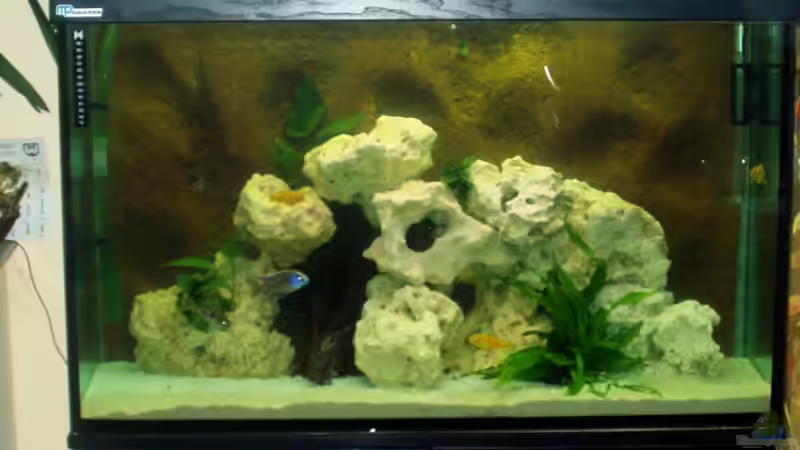 Aquarium Hauptansicht von Becken 4516 Aquarium Hauptansicht von Becken 4516