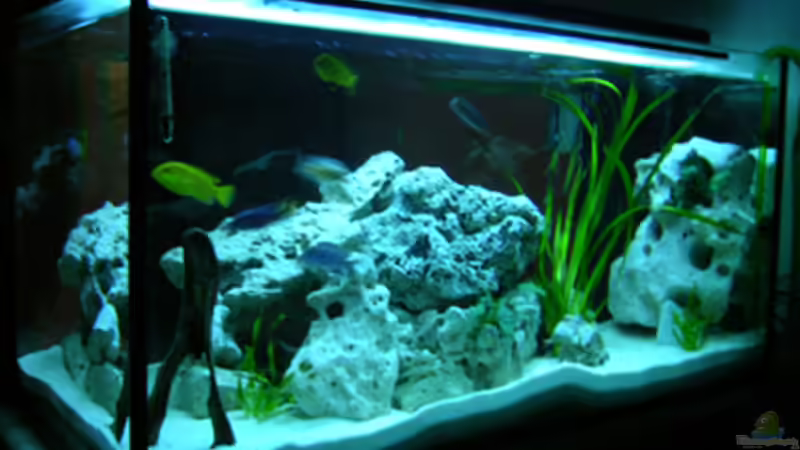 Aquarium Hauptansicht von Becken 460 Aquarium Hauptansicht von Becken 460