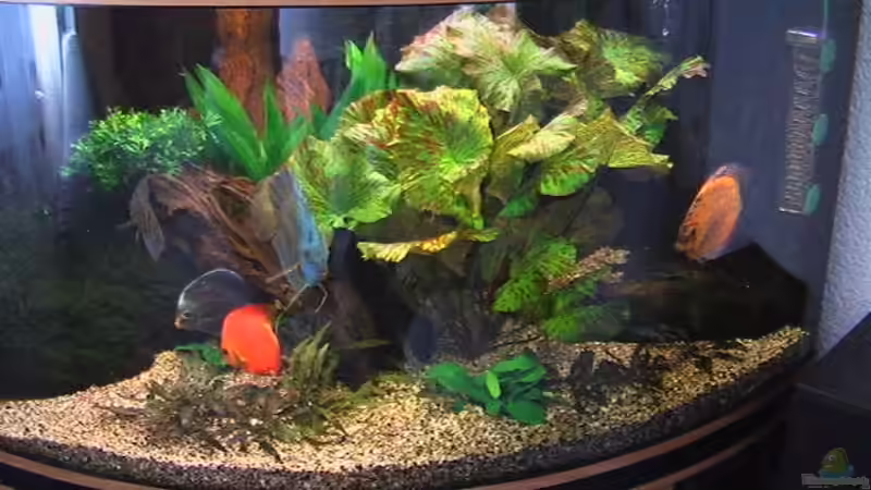 Aquarium Hauptansicht von Becken 4614 Aquarium Hauptansicht von Becken 4614