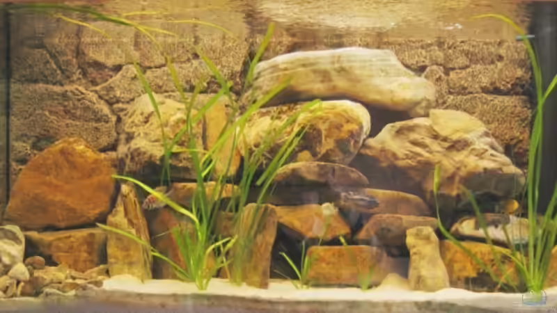 Aquarium Hauptansicht von Becken 4622 Aquarium Hauptansicht von Becken 4622